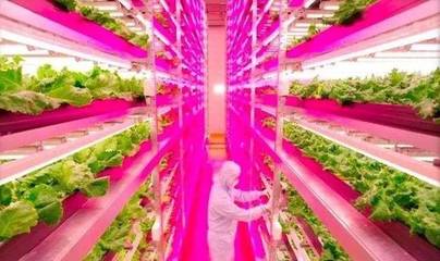 白天電腦種菜,晚上機(jī)器人值班,日本智慧農(nóng)場讓人驚嘆!
